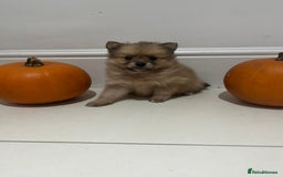 Pomeranian dogs for sale: Pomeranian - Image 1