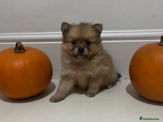 Pomeranian dogs - Advert 1