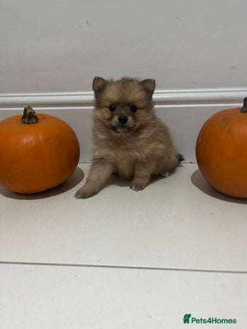 Pomeranian dogs - Advert 2