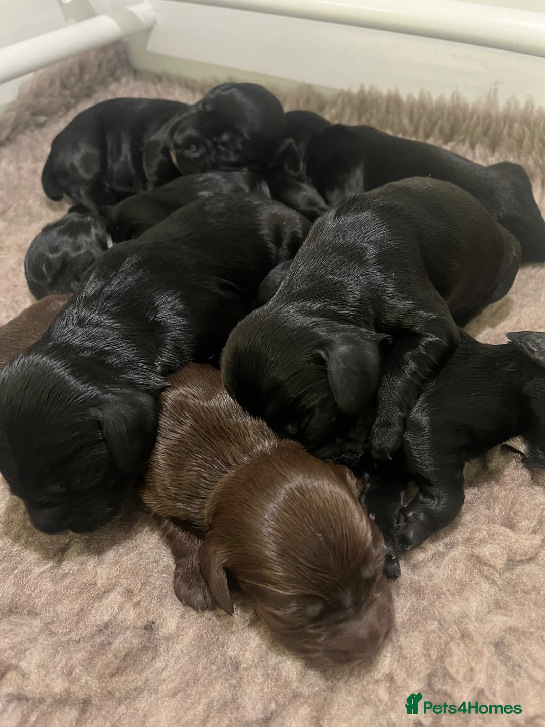 Cocker Spaniel dogs for sale: KC Working Cocker Spaniels  - Advert 1