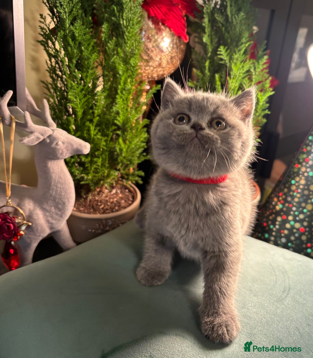 British Shorthair cats for sale: Full British shorthair kittens, London - Advert 17