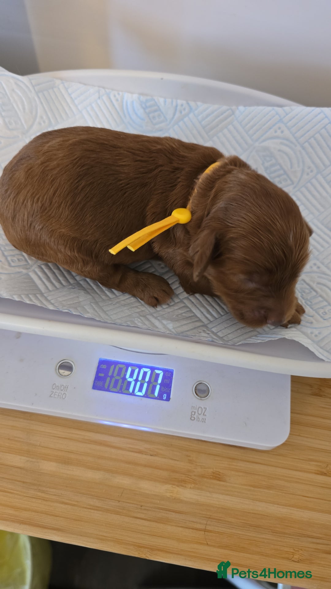 Cockapoo dogs for sale: American cockerpoo licensed Breeder health tested  - Image 18