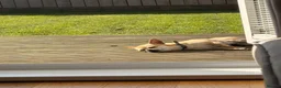 Chihuahua dogs for sale: Hi my name is Caspian - Advert 9