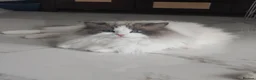 Ragdoll cats for sale: Romeo - Advert 2
