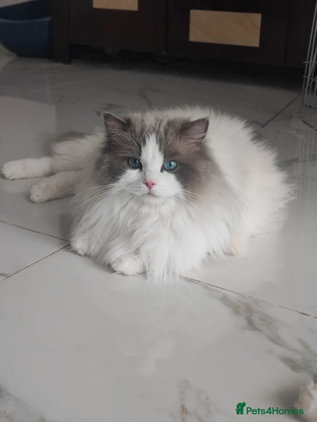 Ragdoll cats for sale: Romeo - Advert 2