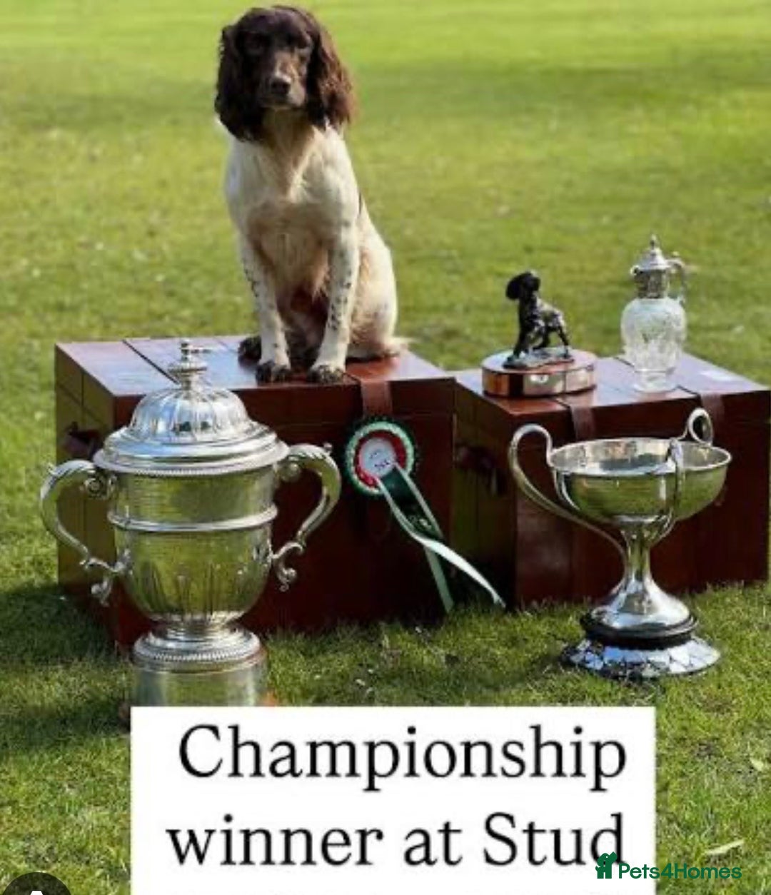 English Springer Spaniel dogs for sale: KC Registered English Springer Spaniel puppies - Advert 2