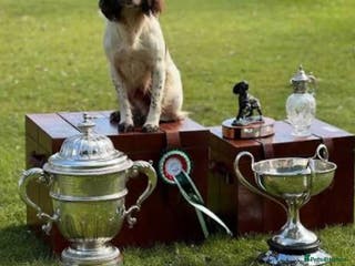 English Springer Spaniel dogs KC Registered English Springer Spaniel puppies - Advert 4