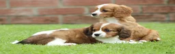 Cavapoo dogs for sale: Beautiful Cavapoo puppies for sale - Advert 3