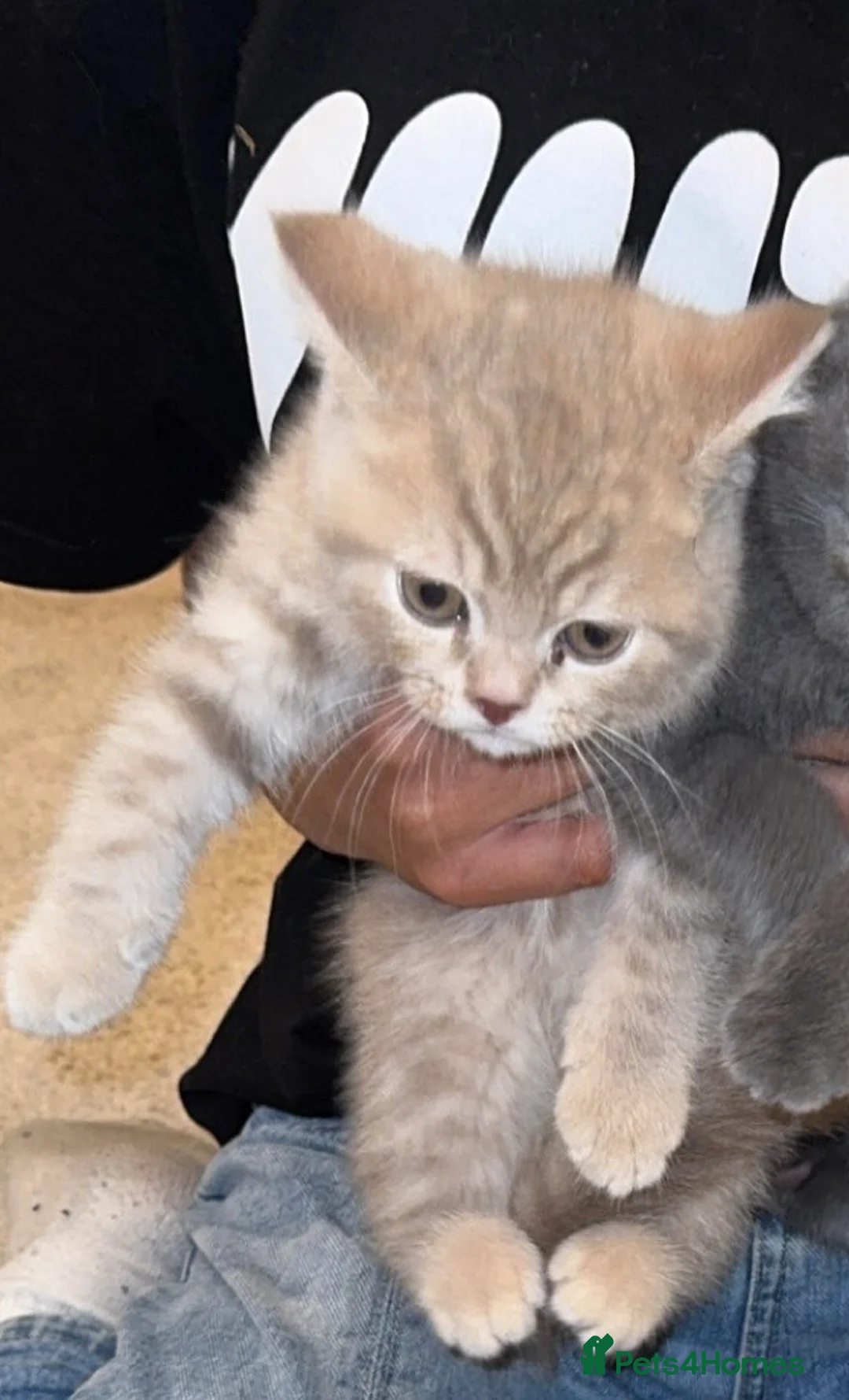 British Shorthair cats for sale: British short hair kitten  in Leeds - Advert 1