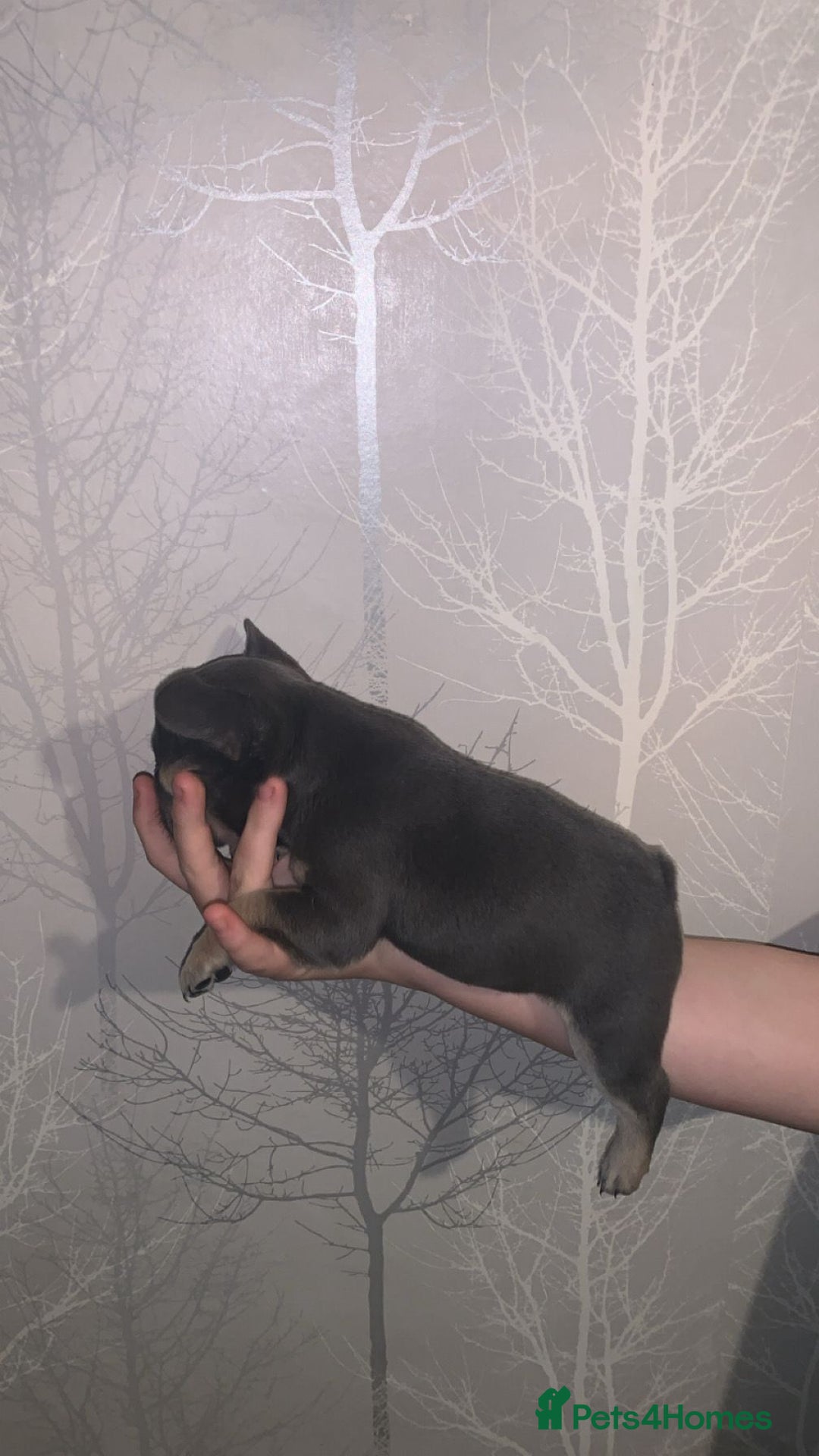 French Bulldog dogs for sale: French bulldog pups  - Image 7