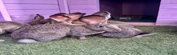 Continental Giant rabbits for sale: 5 giant continental bucks  - Advert 3
