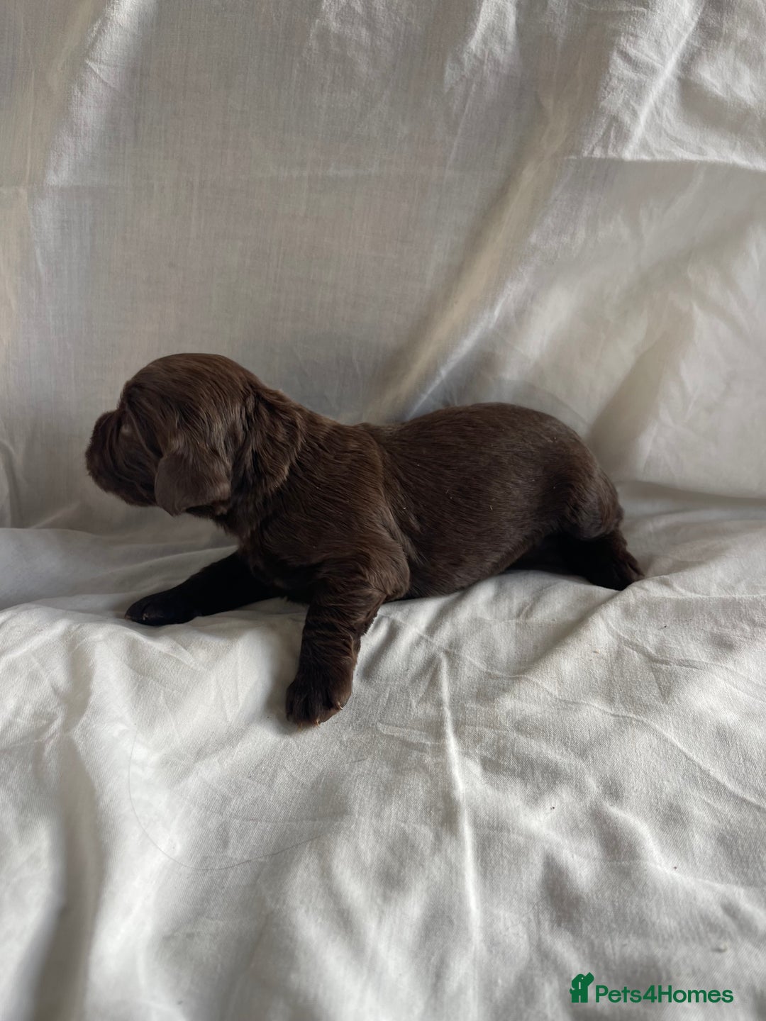 Cocker Spaniel dogs for sale: Cocker Spaniel puppies - Advert 15