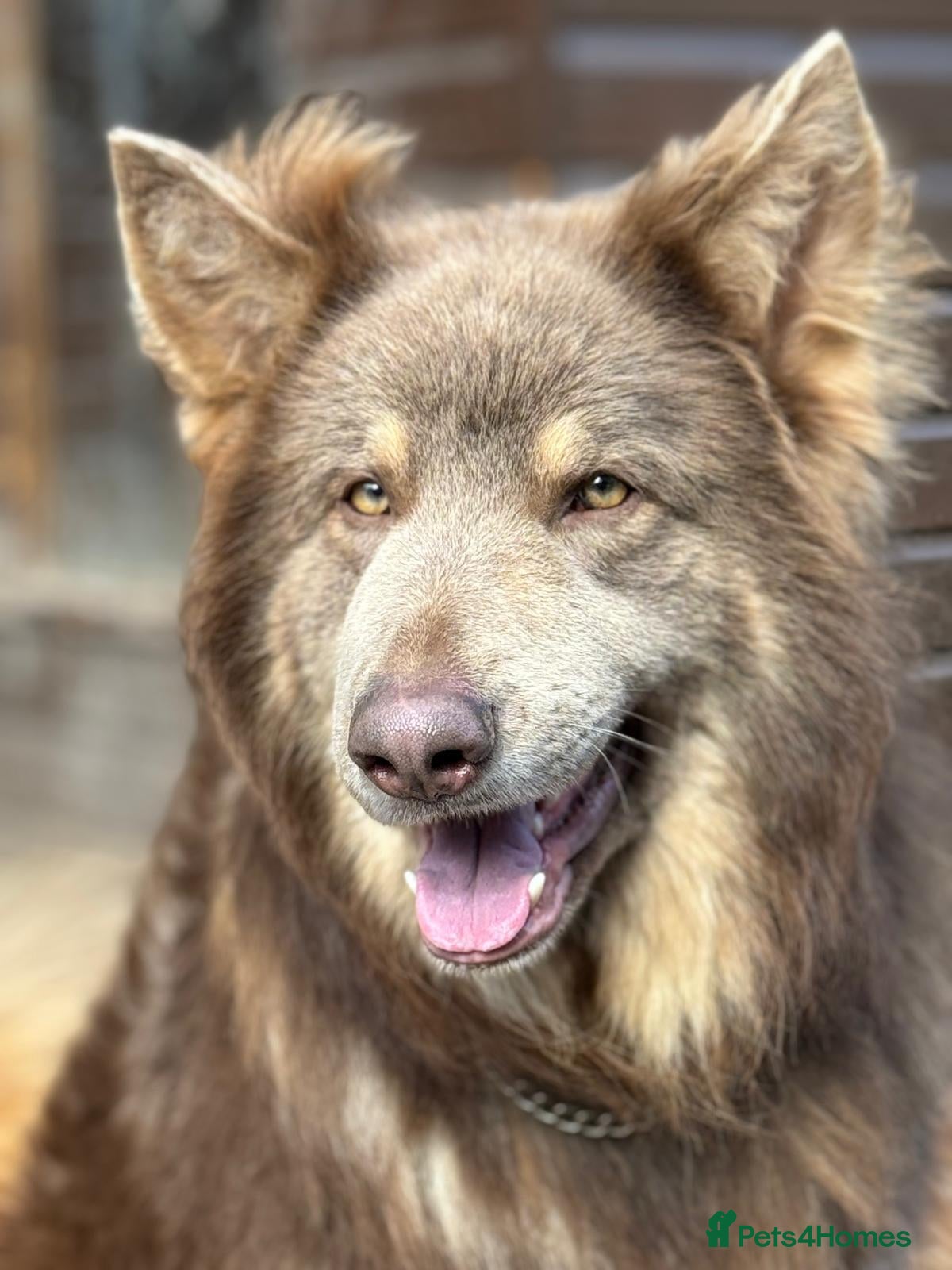 German Shepherd dogs for stud: Proven kcreg Isabella and tan stud dog  in Dundee - Advert 4