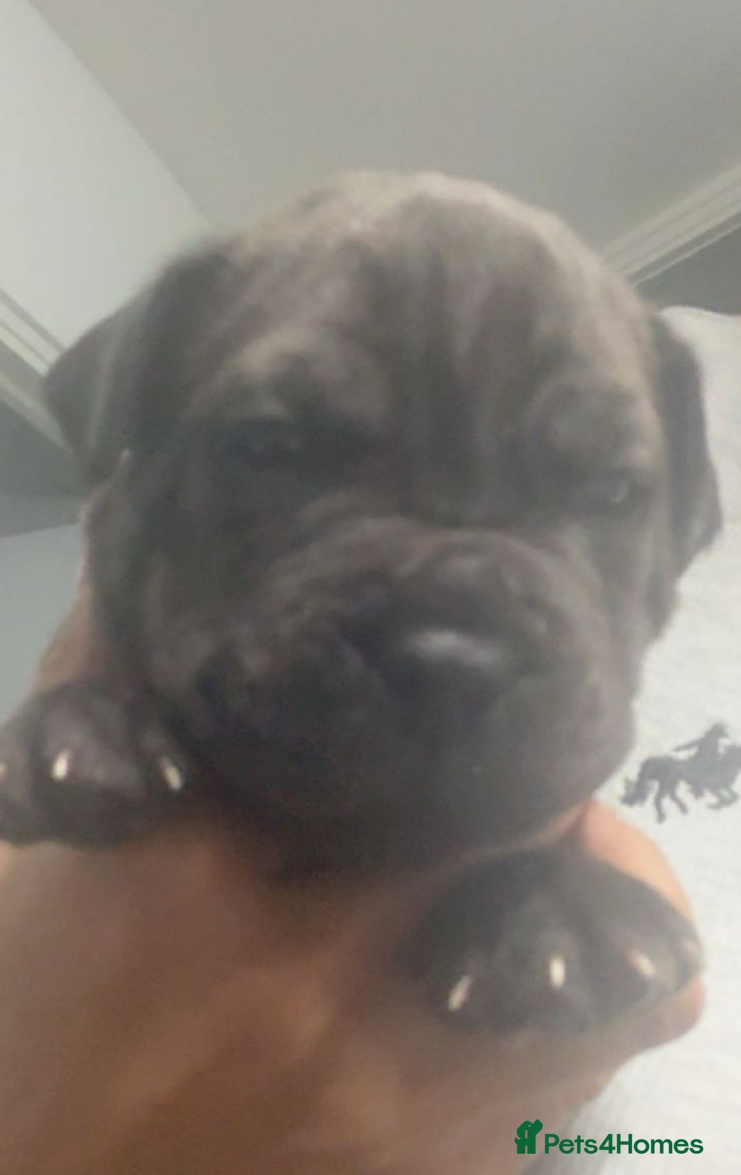 Mixed Breed dogs for sale: 2 dogue de Bordeaux x cane corso puppies - Advert 4