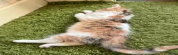 Mixed Breed cats for sale: Kittens  - Advert 13