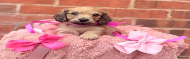 Miniature Dachshund Puppy 3