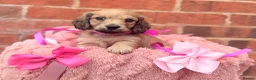 Miniature Dachshund dogs for sale: Long haired miniature dachshunds  - Advert 1