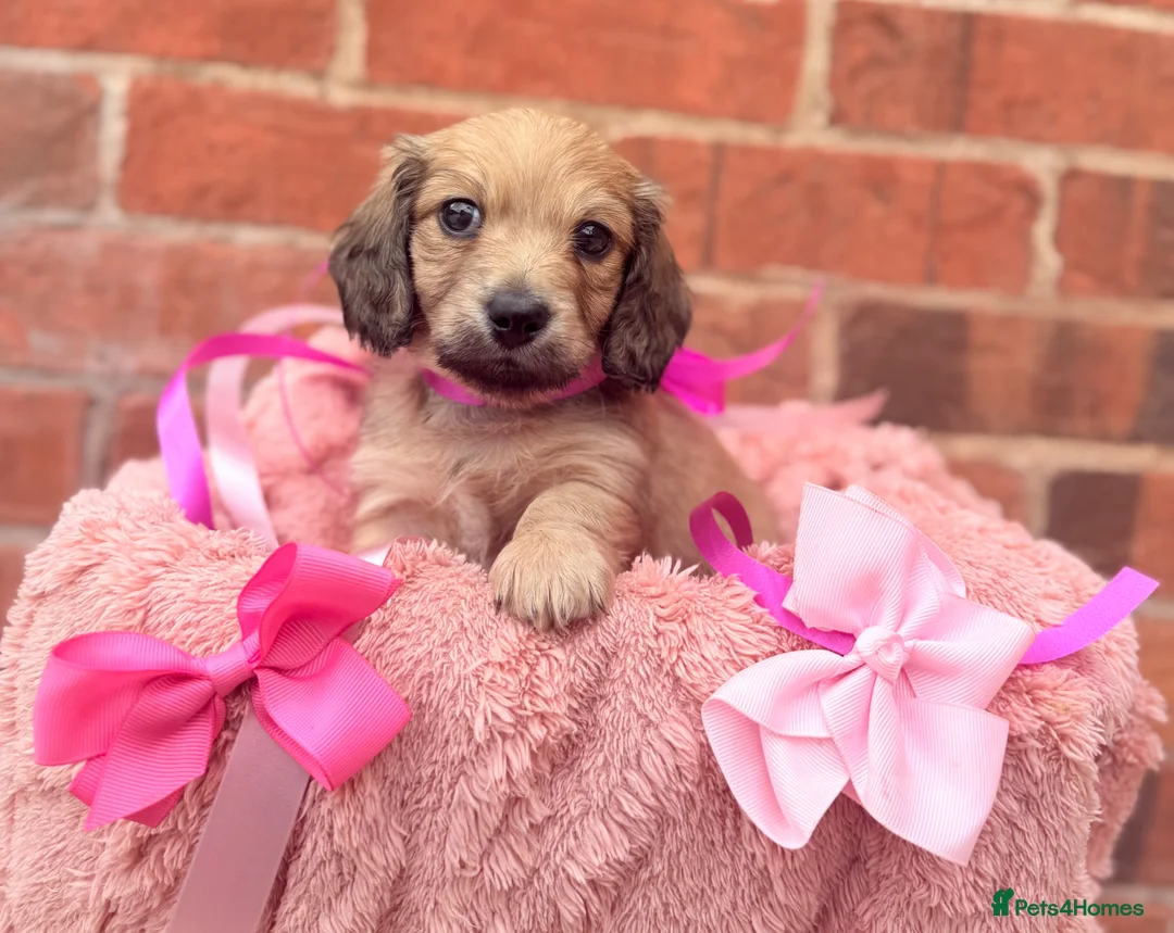 Miniature Dachshund dogs for sale: Long haired miniature dachshunds  - Advert 1