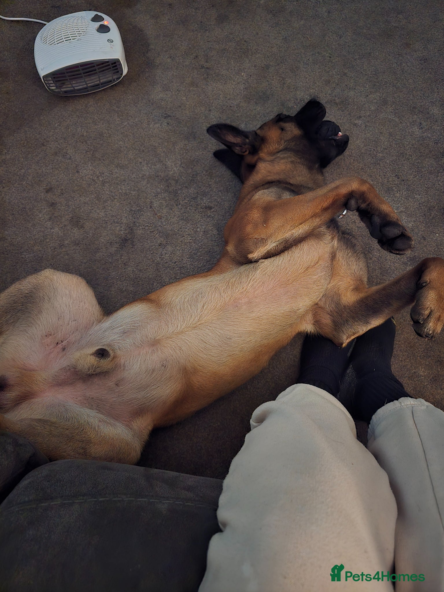 Belgian Shepherd Dog dogs for sale: Belgian Malinois  - Advert 2