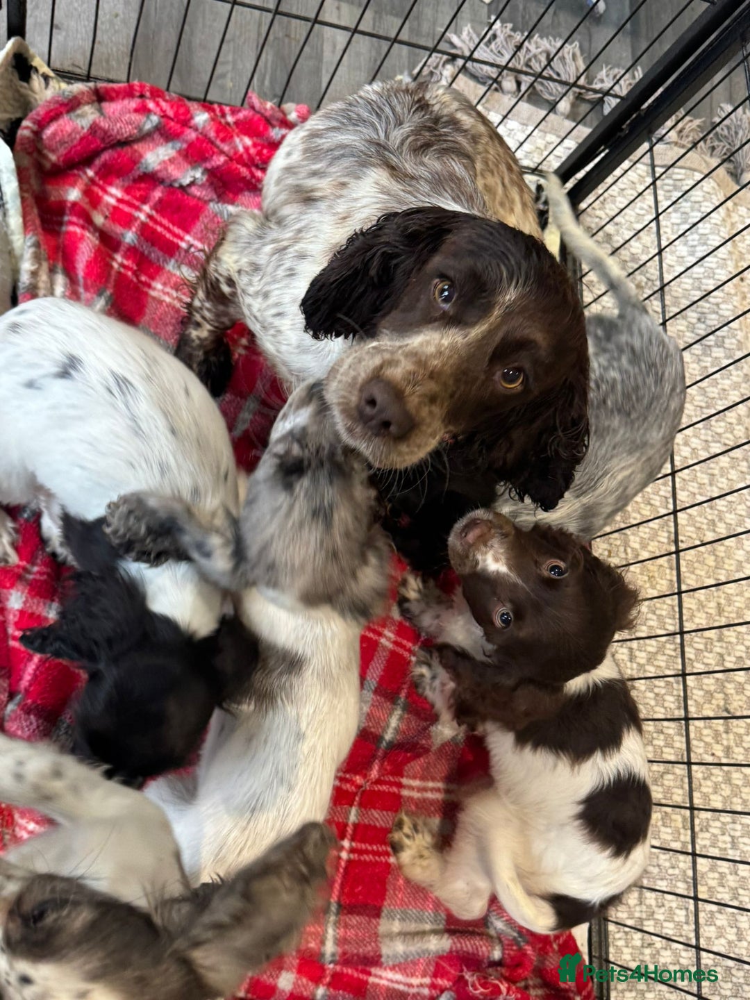 Cocker Spaniel dogs for sale: Cocker spaniel pups  - Image 11