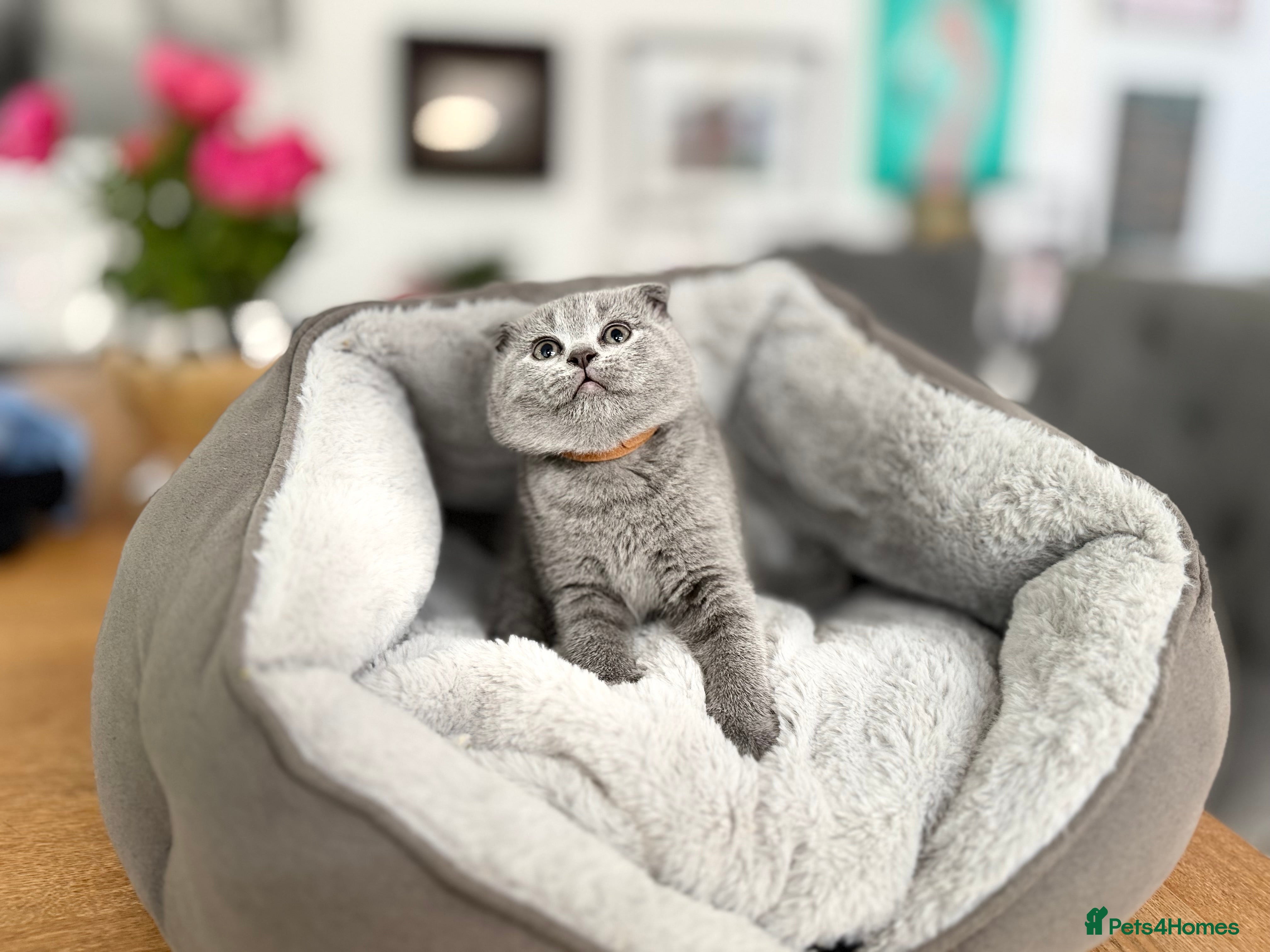 Scottish Fold cats for sale: 5 beautiful Scottish Fold’s kittens  - Advert 12