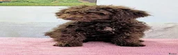Spanish Water Dog dogs for sale: Spanish water dog - Advert 20