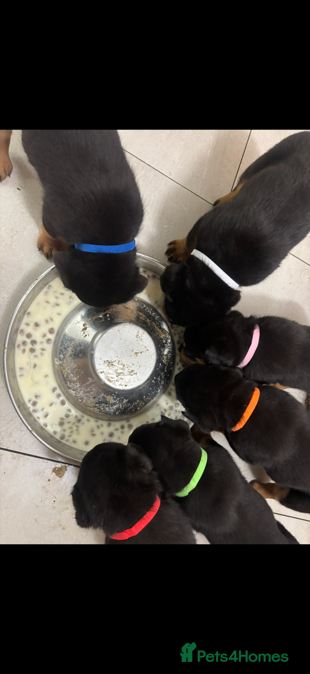 Rottweiler dogs for sale: Stunning Rottweiler Puppies  - Advert 17