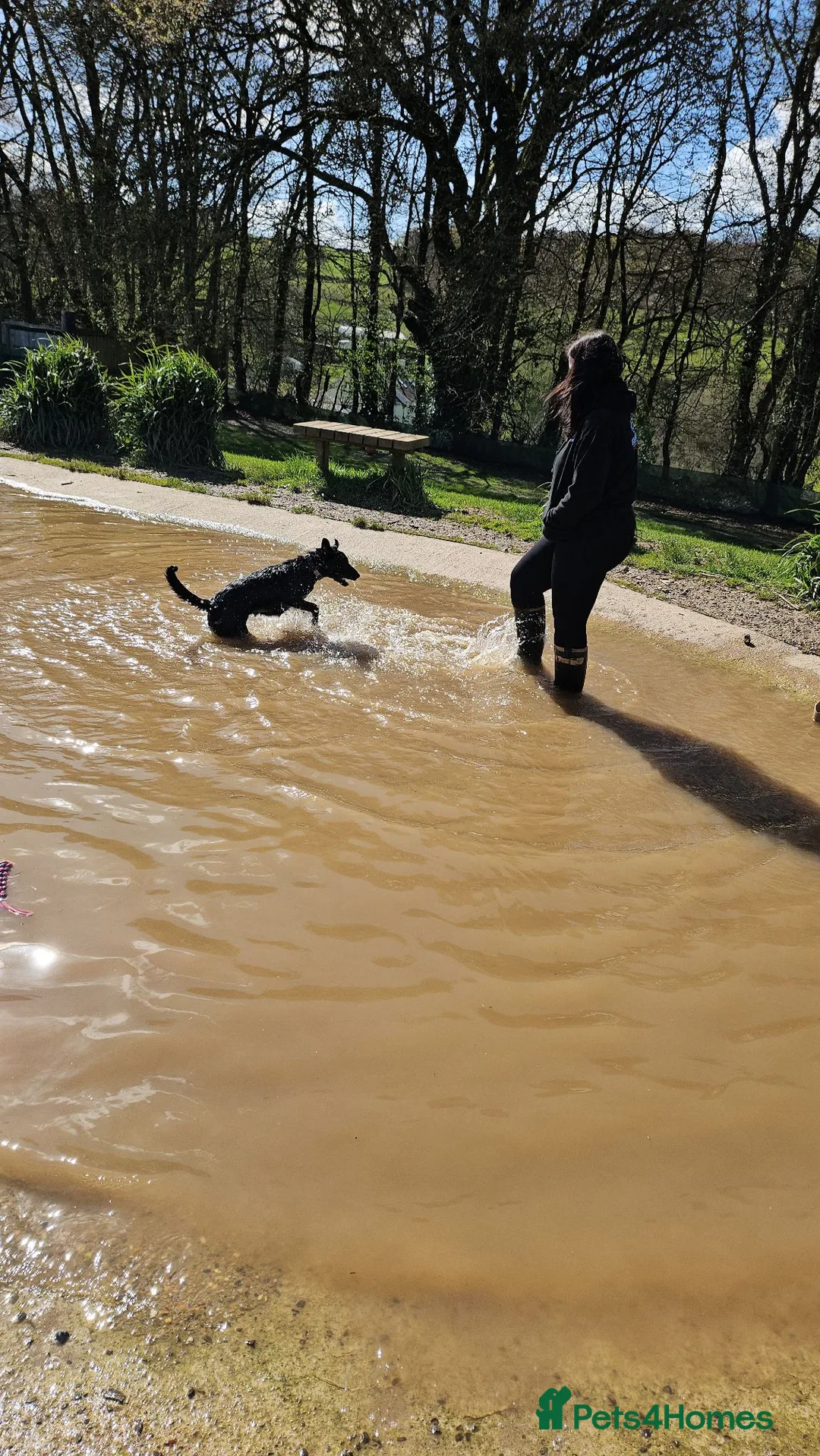 Mixed Breed dogs for sale: 1 yr old Collie x Labrador Bitch - Advert 6