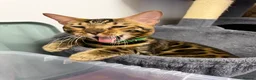 Bengal cats for sale: TICA PURE BREED BENGAL READY TO GO - Advert 3