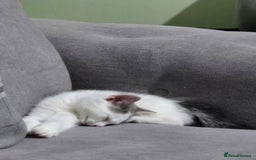 British Shorthair cats for sale: Beautiful female kitten  - Image 1