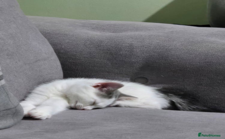 British Shorthair cats - Advert 7