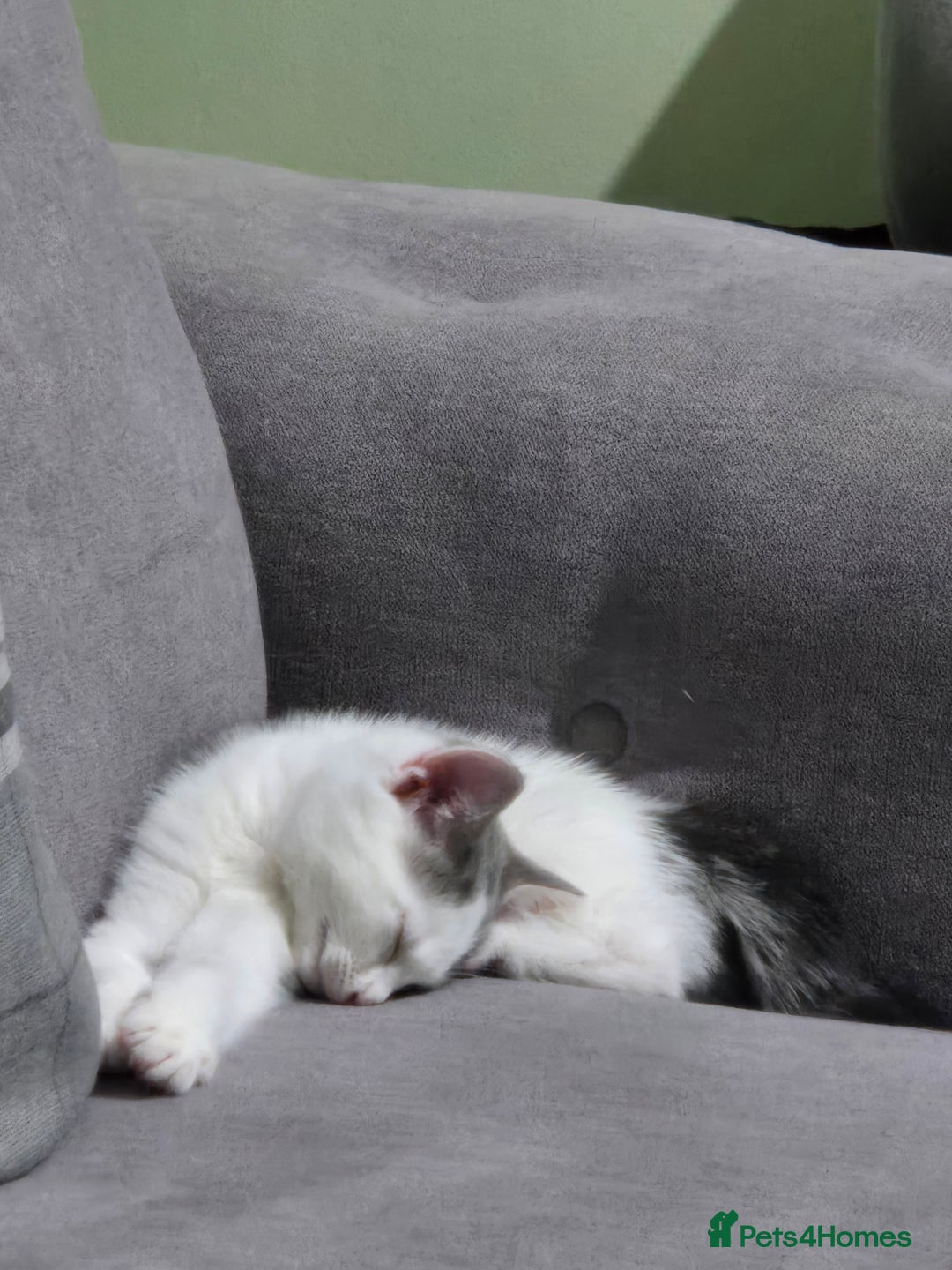 British Shorthair cats for sale: Beautiful female kitten  - Image 1