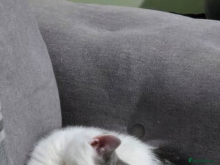 British Shorthair cats - Advert 13