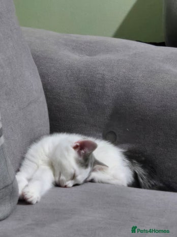 British Shorthair cats - Advert 15