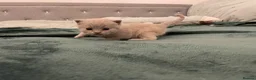 British Shorthair cats for sale: Beautiful British Shirt Hair Kittens - Advert 10