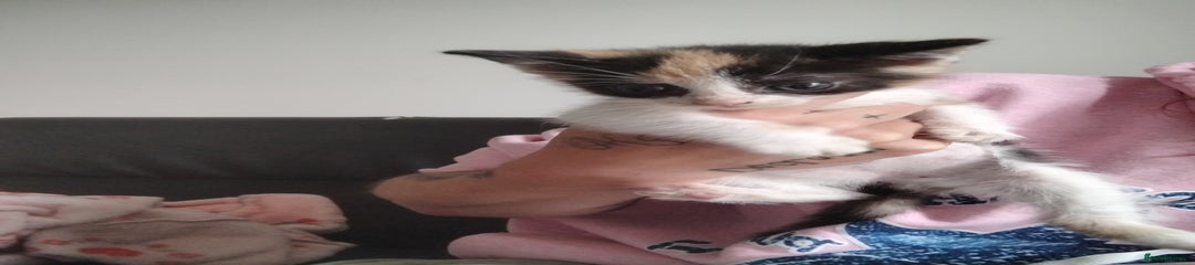 Mixed Breed Kitten 3
