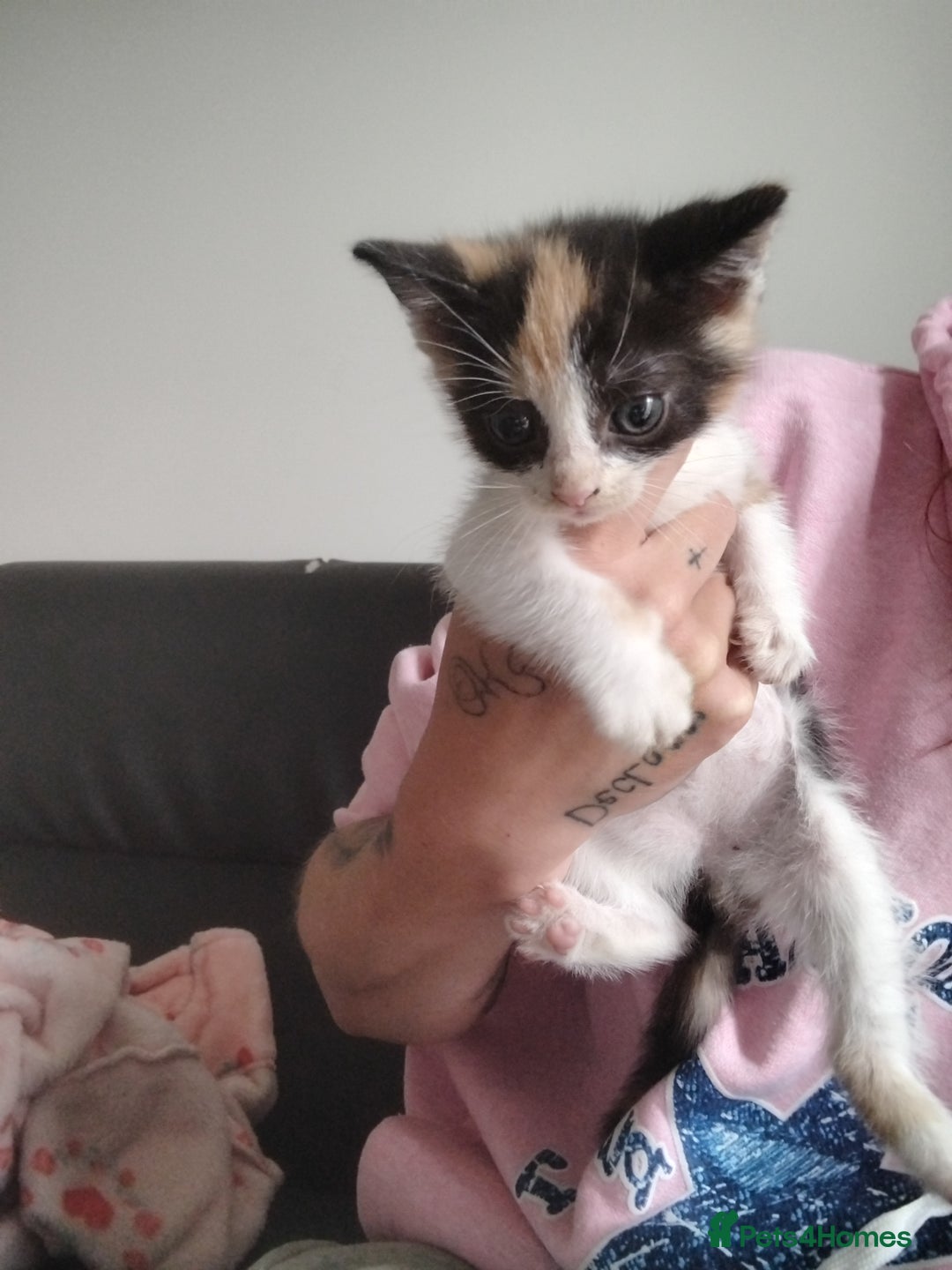 Mixed Breed cats for sale: Black and ginger, white and black kittens - Image 6