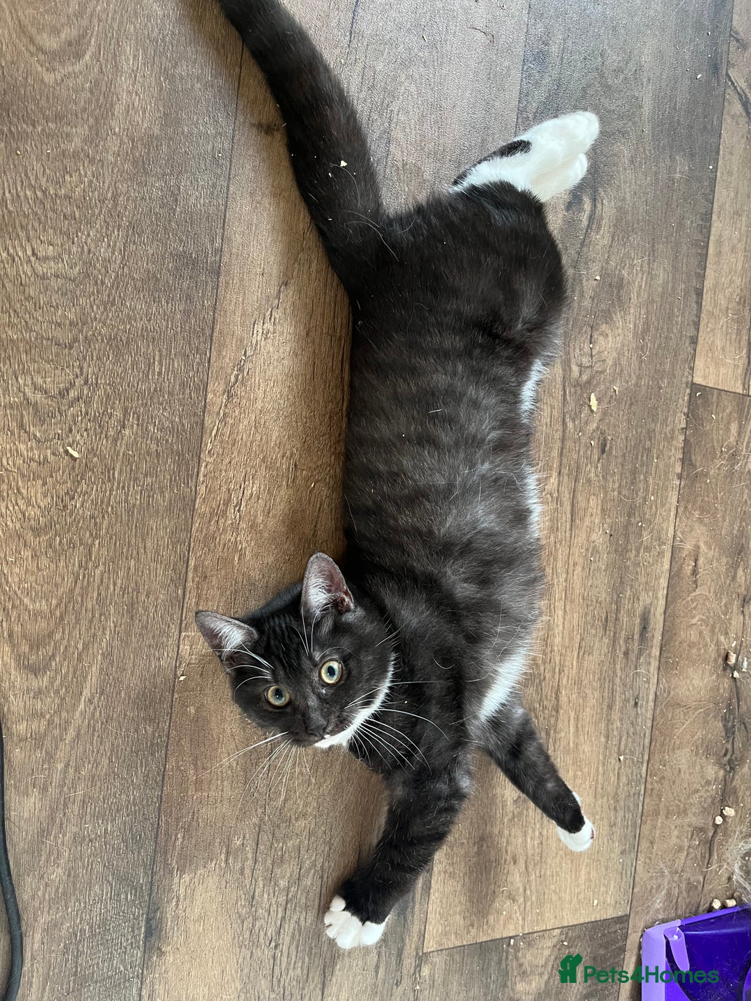 Ragdoll cats for sale: Beautiful Ragdoll x Egyptian Mau girl - Advert 1