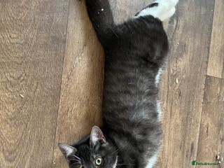 Ragdoll cats Beautiful Ragdoll x Egyptian Mau girl - Advert 10