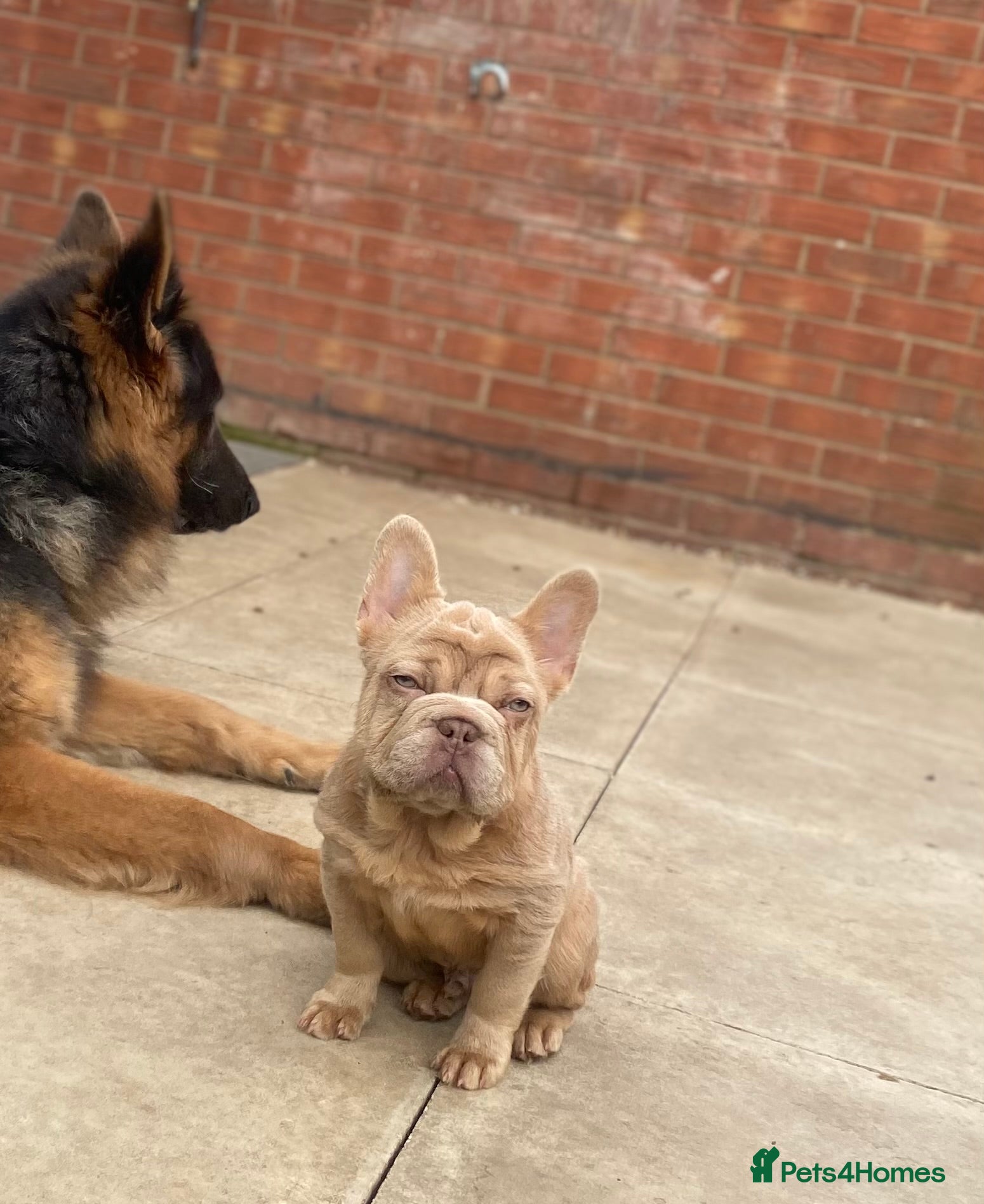 French Bulldog dogs 🥰REDUCED🥰 Shadrack-(Shaddy)  - Advert 5