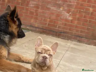 French Bulldog dogs 🥰REDUCED🥰 Shadrack-(Shaddy) - Advert 5