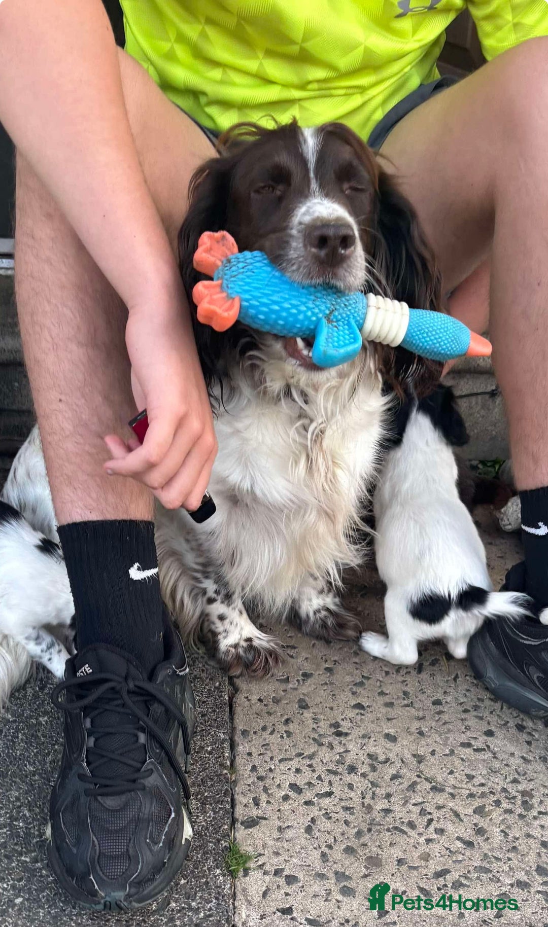 Cocker Spaniel dogs for sale: Cocker spaniel pups 3 male  - Image 10