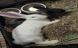 Mixed Breed rabbits for sale: New seller of rabbits - Image 14