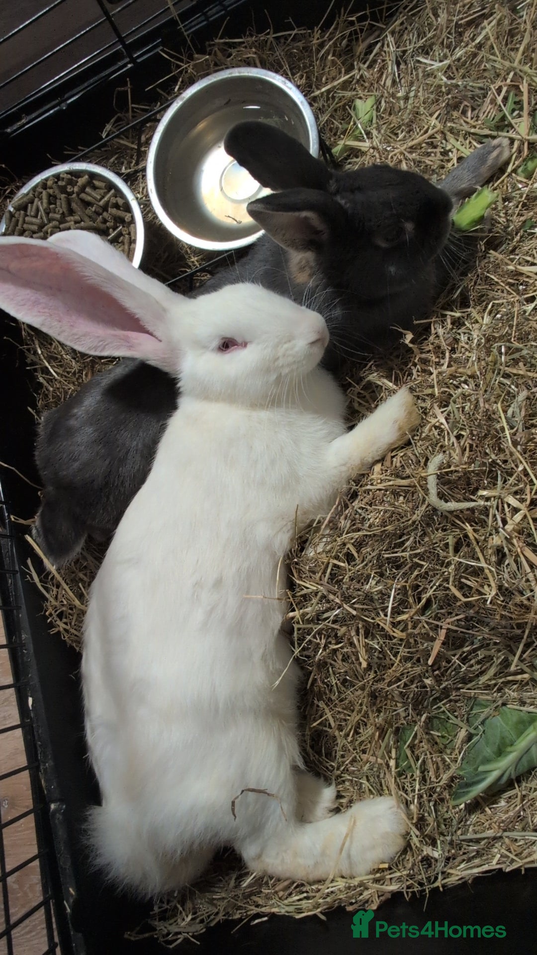 Mixed Breed rabbits for sale: New seller of rabbits - Image 14