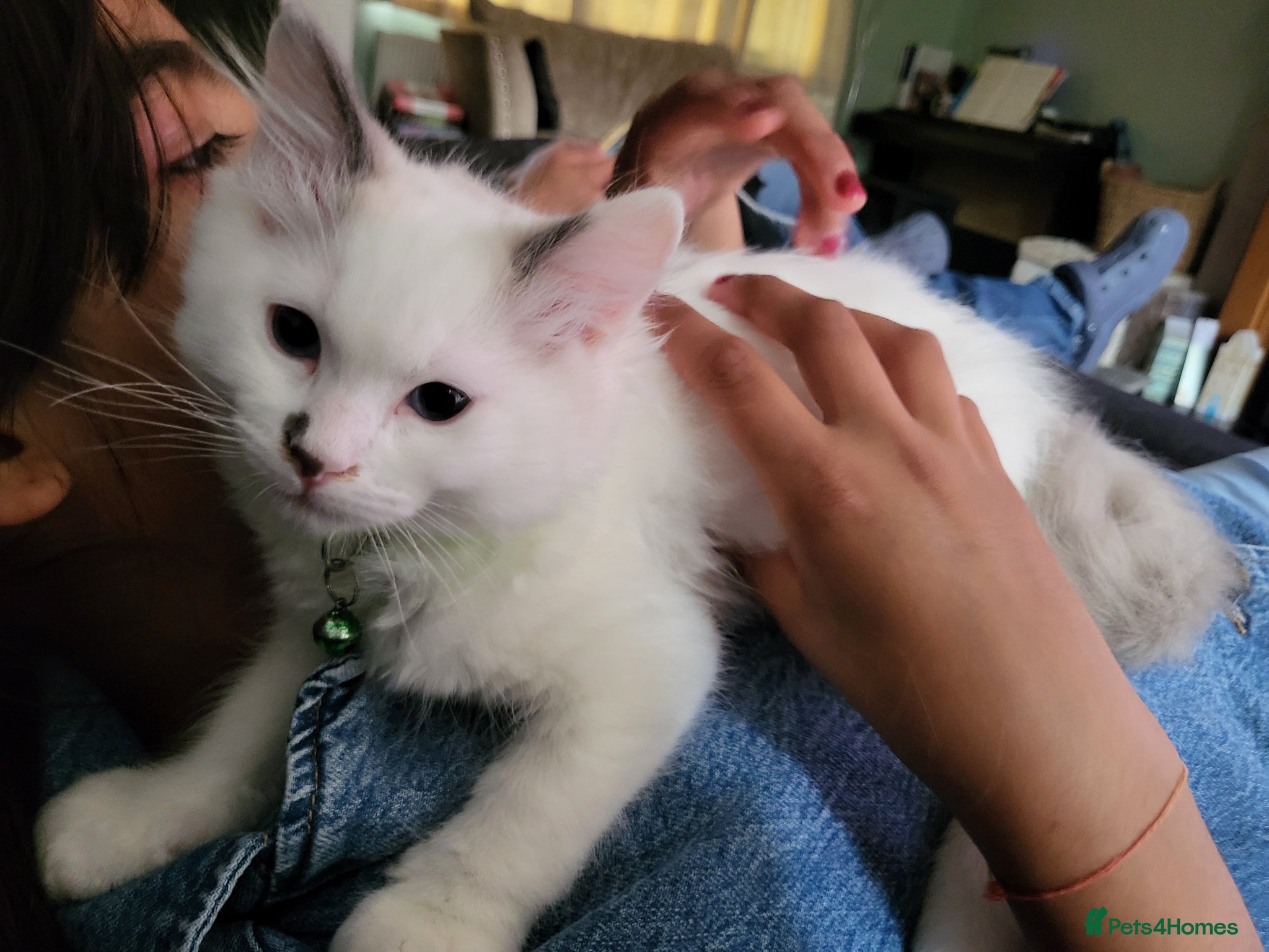 Ragdoll cats for sale: Exquisite pure ragdoll kittens  - Advert 10