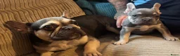French Bulldog dogs for sale: French bulldog - Advert 6