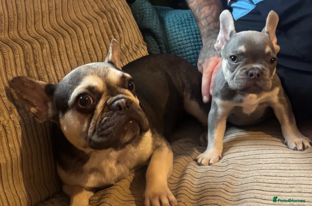 French Bulldog dogs for sale: French bulldog - Advert 6