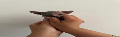 Sphynx Kitten 4