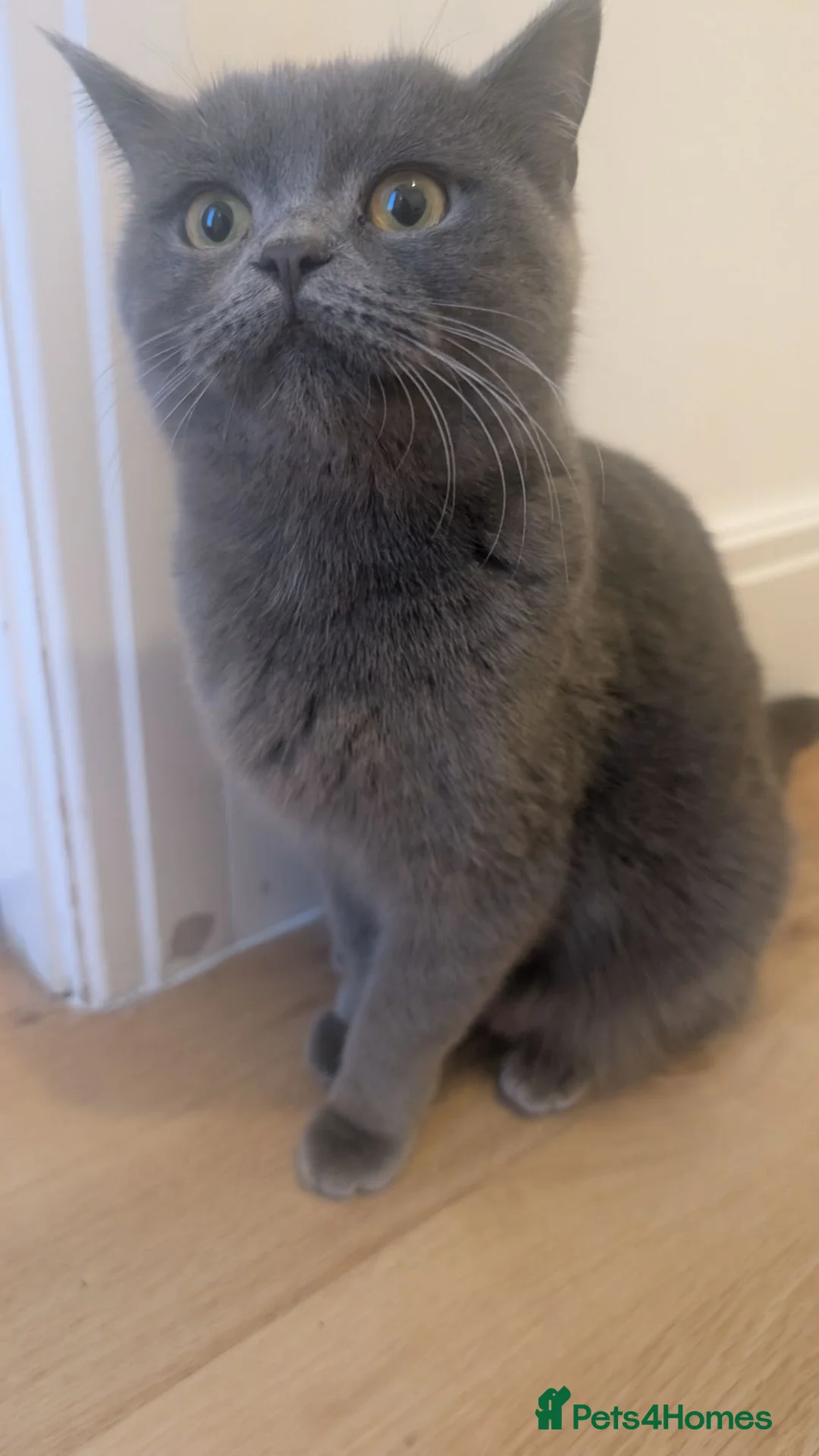 British Shorthair cats for sale: Adorable British Shorthair Kittens  - Advert 5