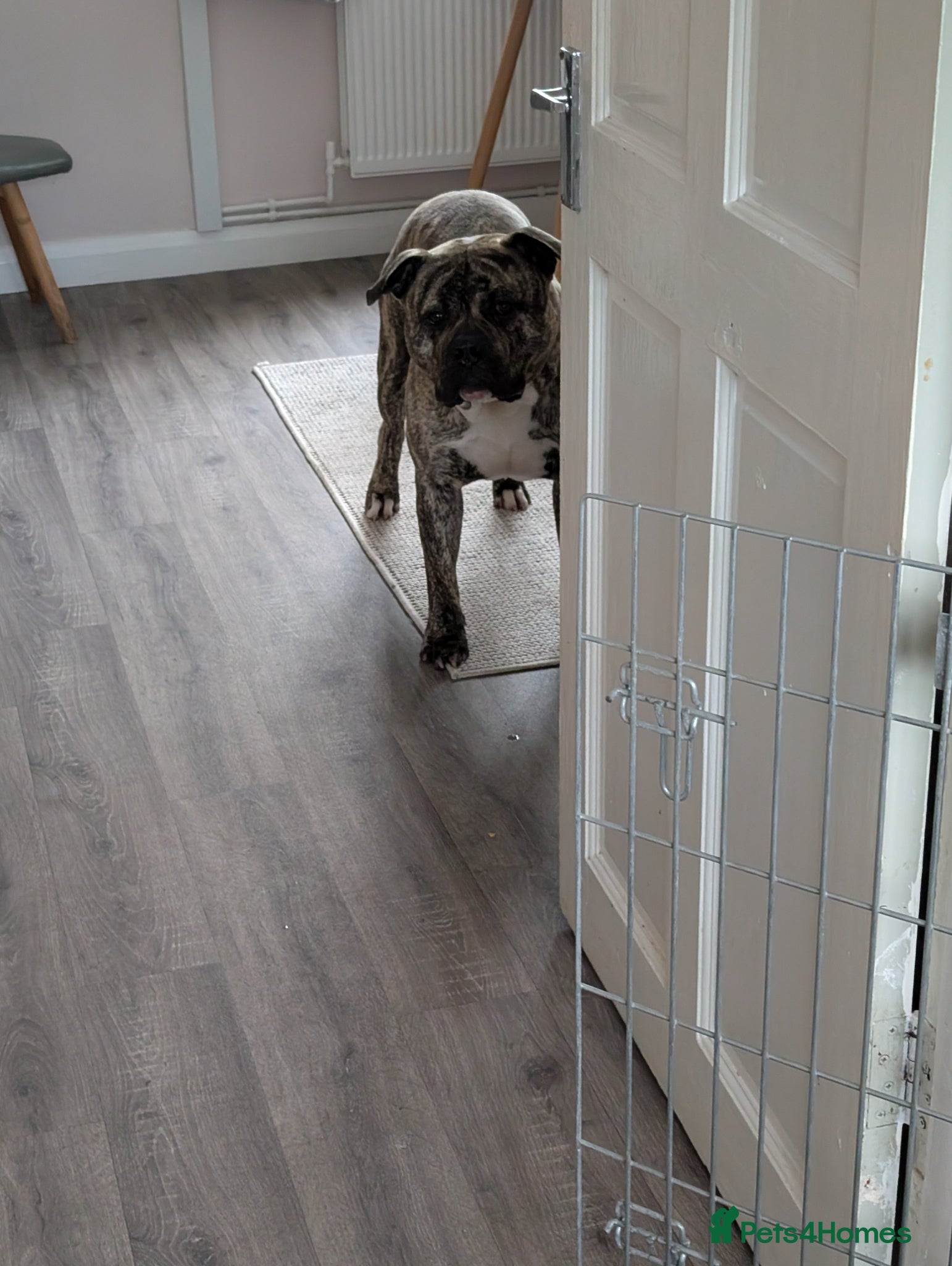Mixed Breed dogs Bull mastiff X  - Advert 1
